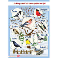 A2 formato plakatas vaikams „Kokie paukščiai žiemoja Lietuvoje“